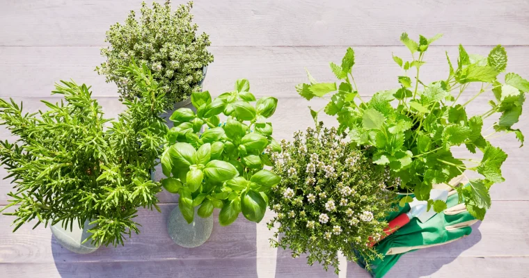 Erbe aromatiche: gli abbinamenti giusti con le pietanze