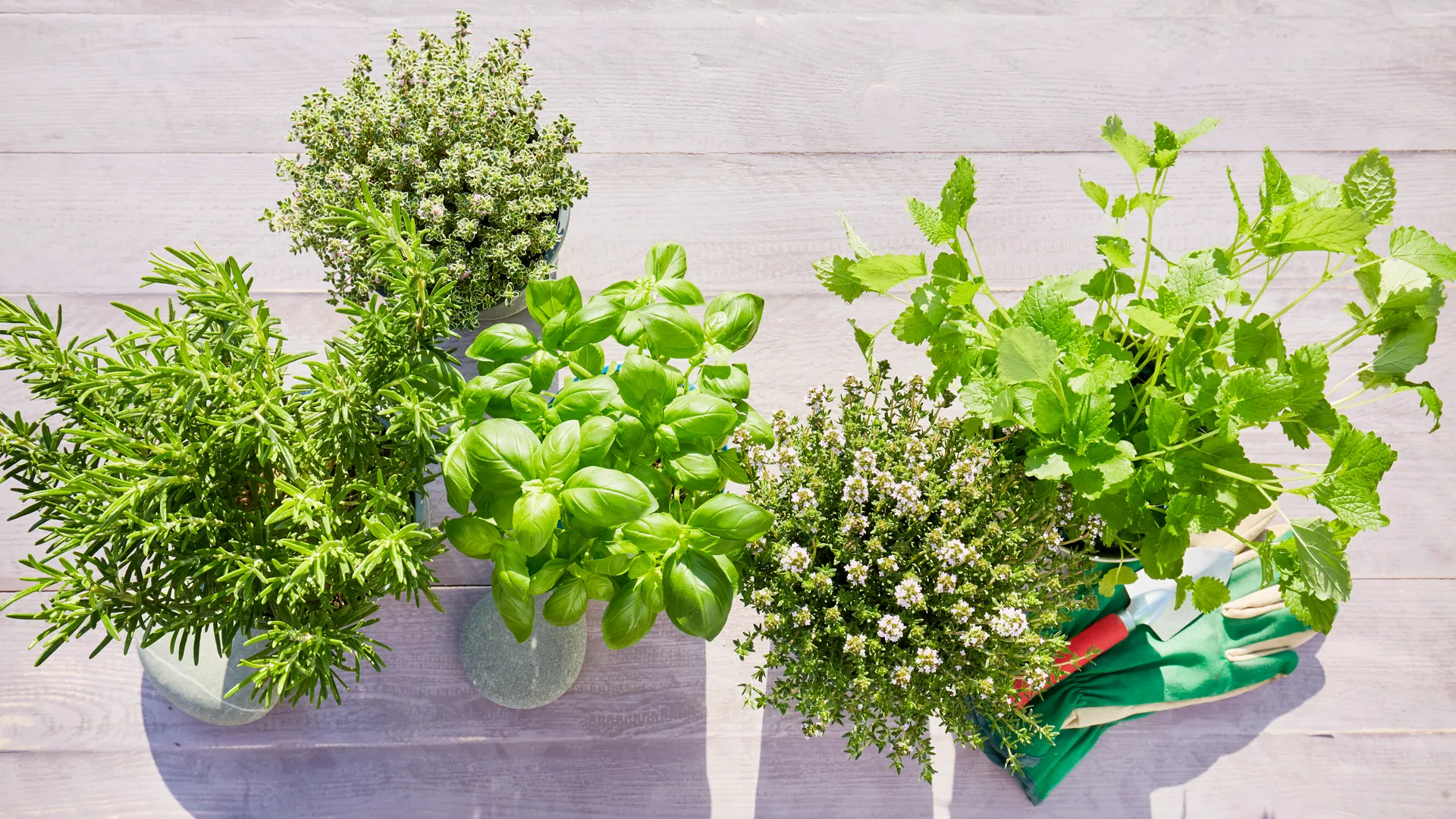 Erbe aromatiche: gli abbinamenti giusti con le pietanze
